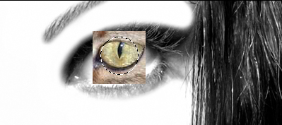 Eye Manipulation Tutorials 4