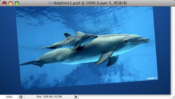 Dolphins - making of - Step 2