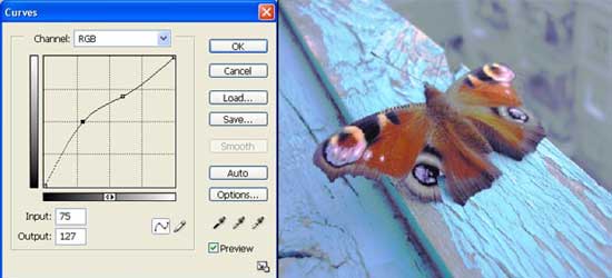  Butterfly photo editing in adobe photoshop cs